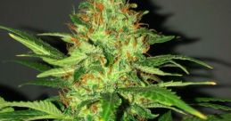 Superqqlimonn