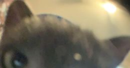 Cat go ahh