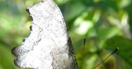 14 eghh GreenComma