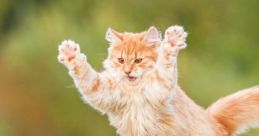 Cat Jumps