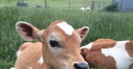 Kitties and cattles jumpscare