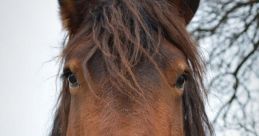 Pferde The of Pferde galloping through the open fields is a symphony of power and grace. The rhythmic pounding of their