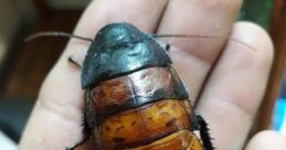 Apareceu uma barata