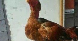 Chicken Wearing Shoes