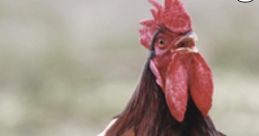 Chicken Meme