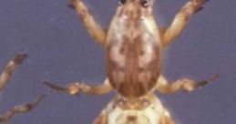 Mole Cricket Experiment