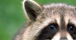 Racoon