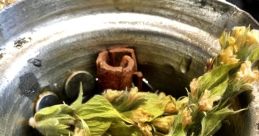 Shepards tea The of Shepards tea being prepared is a harmonious symphony of rustling leaves and bubbling water. As the