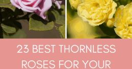 NO THORNS