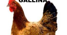 GAROTIÑA GALLINA