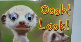 Googly Eyes Meerkat