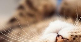 Loves Cat