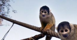 Monkey at Zoo