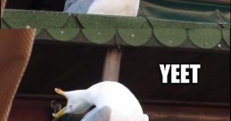 Yeet yeet yeet