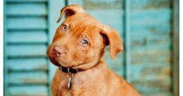 Watapistusberry-Pitbull