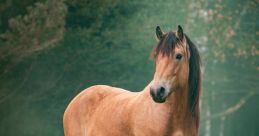 Hest