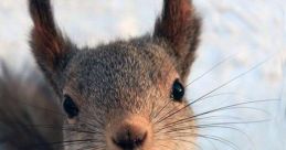 CuteSqueek.