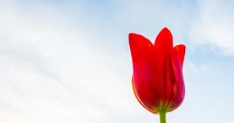 Flower Blooming