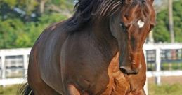 Cavalo - Maevezada