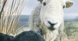 Ewe ewe The of "Ewe ewe" are delicate and soft, almost like a gentle whisper in the wind. They evoke a sense of innocence