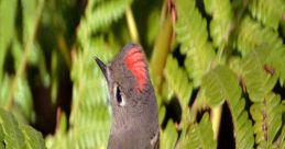 Ruby Crowned Kinglet Song