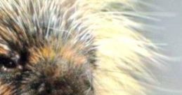 Teddy Porcupine