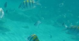Friendly Fish