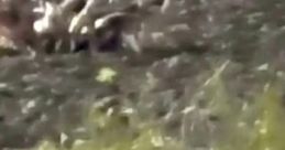 Dog Chasing Deer Herd