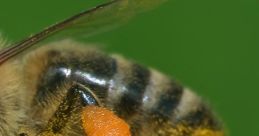 Honeybee