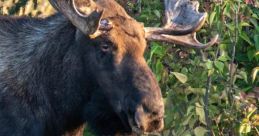 Bull snorting22