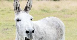 "Haw-Hee"-Type Donkey Brays