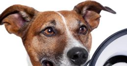 Talking Dog