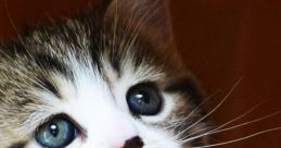 Cute vidz