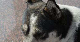 Honden kkr2