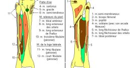 Question 2 (Extremité du pain)