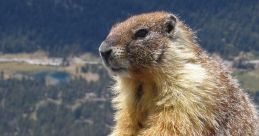 Marmot