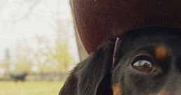 Crusoe celebrity dachshund