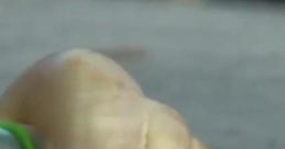 Marcel the Shell