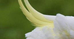 Cockatoo