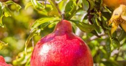 Pomegranate Sunshine