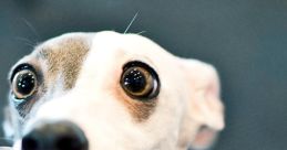 Shocked Dog