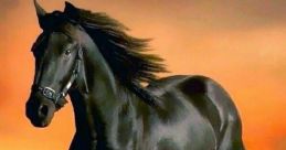 DAI CAVALLO