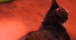 Cat Salsa Dance
