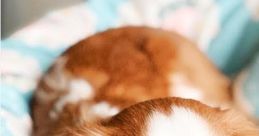 Puppies-Videos-Compilation