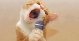 Singing Cat