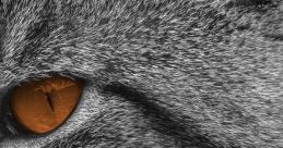 Tiggy the Cat