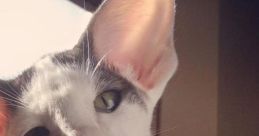 Dobby Cat