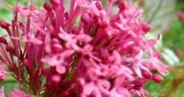 Valerian