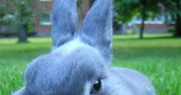 Blue Bunny