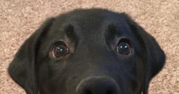 LadDog